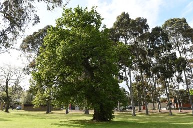 The Larkin Oak